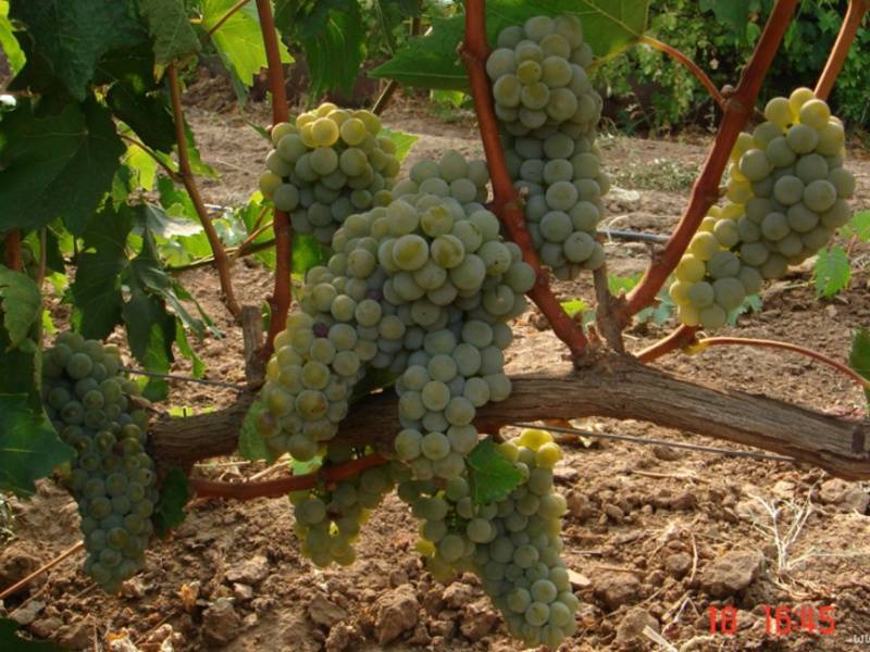 Сорт винограда ркацители: фото, отзывы, описание, характеристики