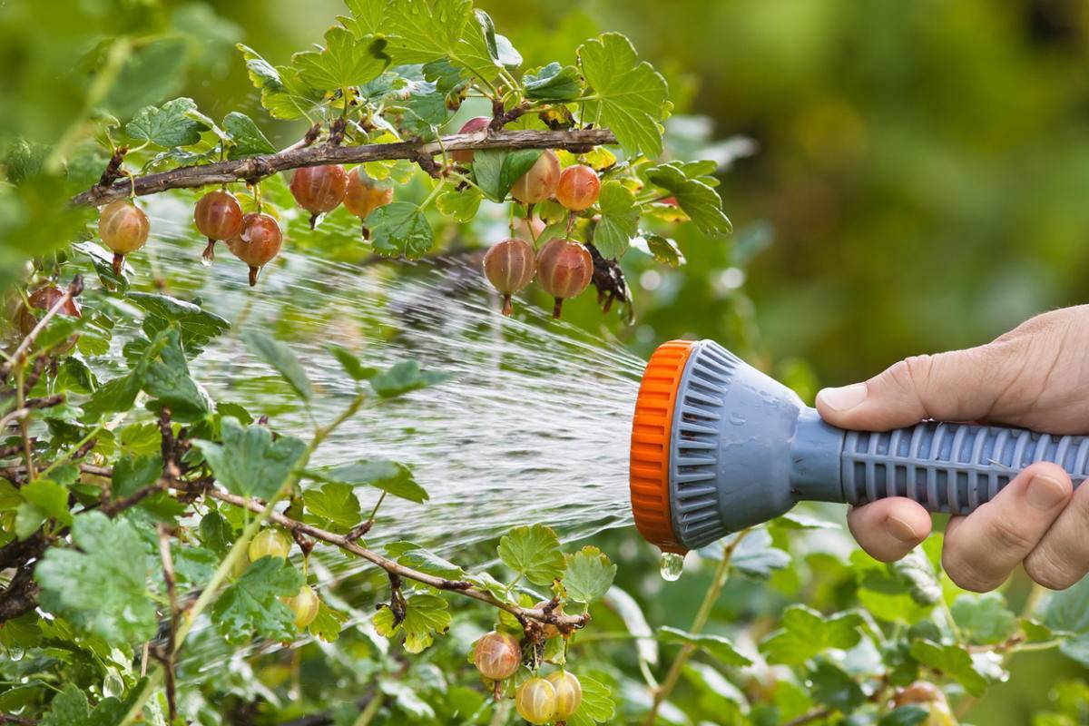 Как ухаживать за персиком весной, чтобы был хороший урожай: опрыскивание, борьба с вредителями и болезнями