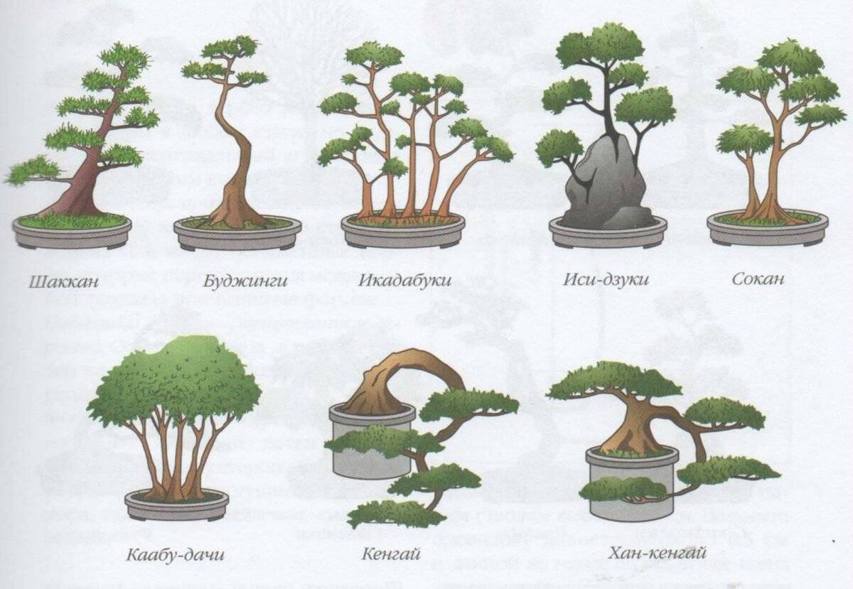 Какие растения подходят для выращивания в стиле бонсай