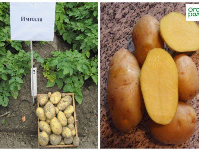 Сорт картофеля импала: описание и особенности выращивания: характеристики, свойства, методы