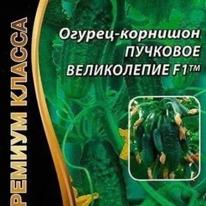 Особенности сорта огурцов «пучковое великолепие f1» и рекомендации по выращиванию