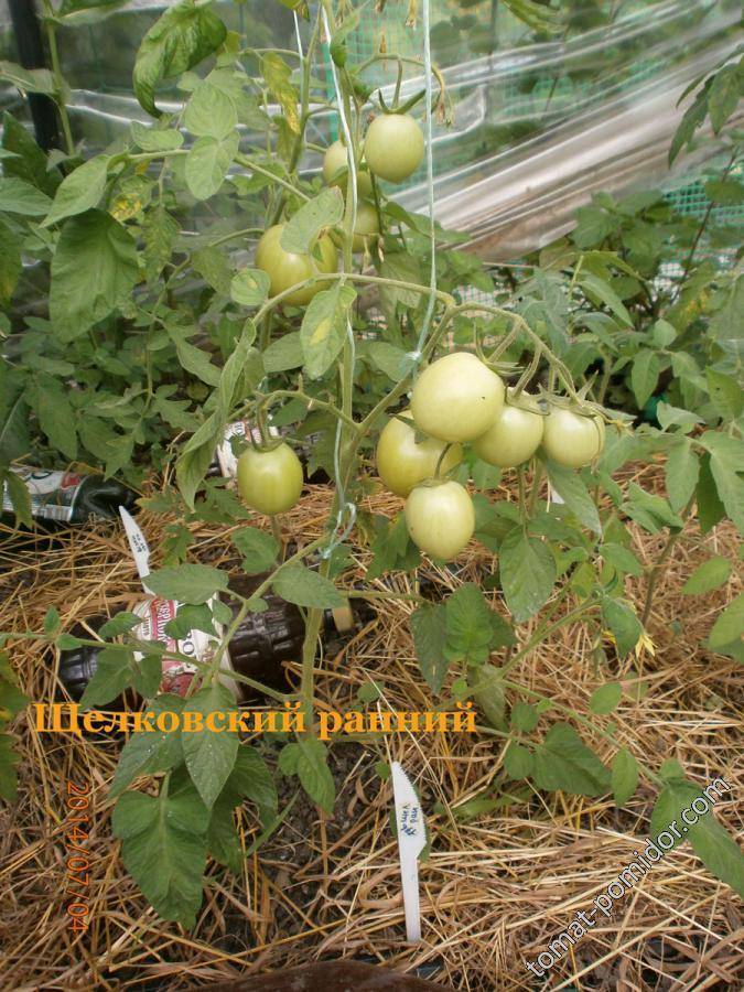 Сорт томата щелковский ранний для начинающих огородников