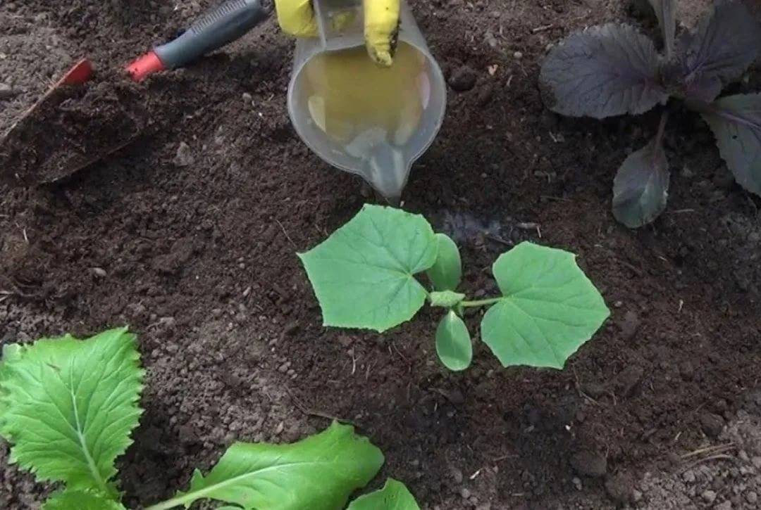 Выращивание кабачков в открытом грунте: технология, способы посадки, видео
