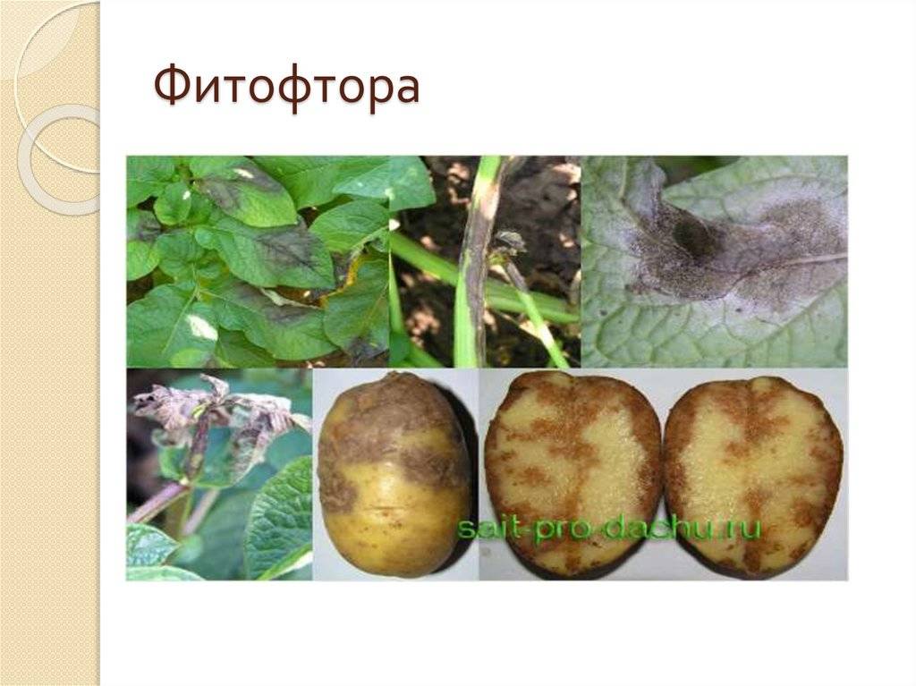 Рак картофеля: описание и методы борьбы с болезнью, можно ли есть больной картофель, фото, видео