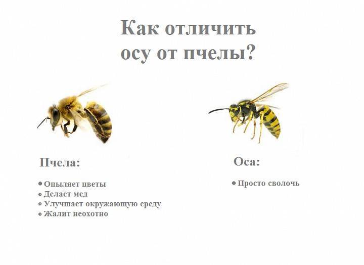 Оса и пчела различия с фото, отличия в анатомии