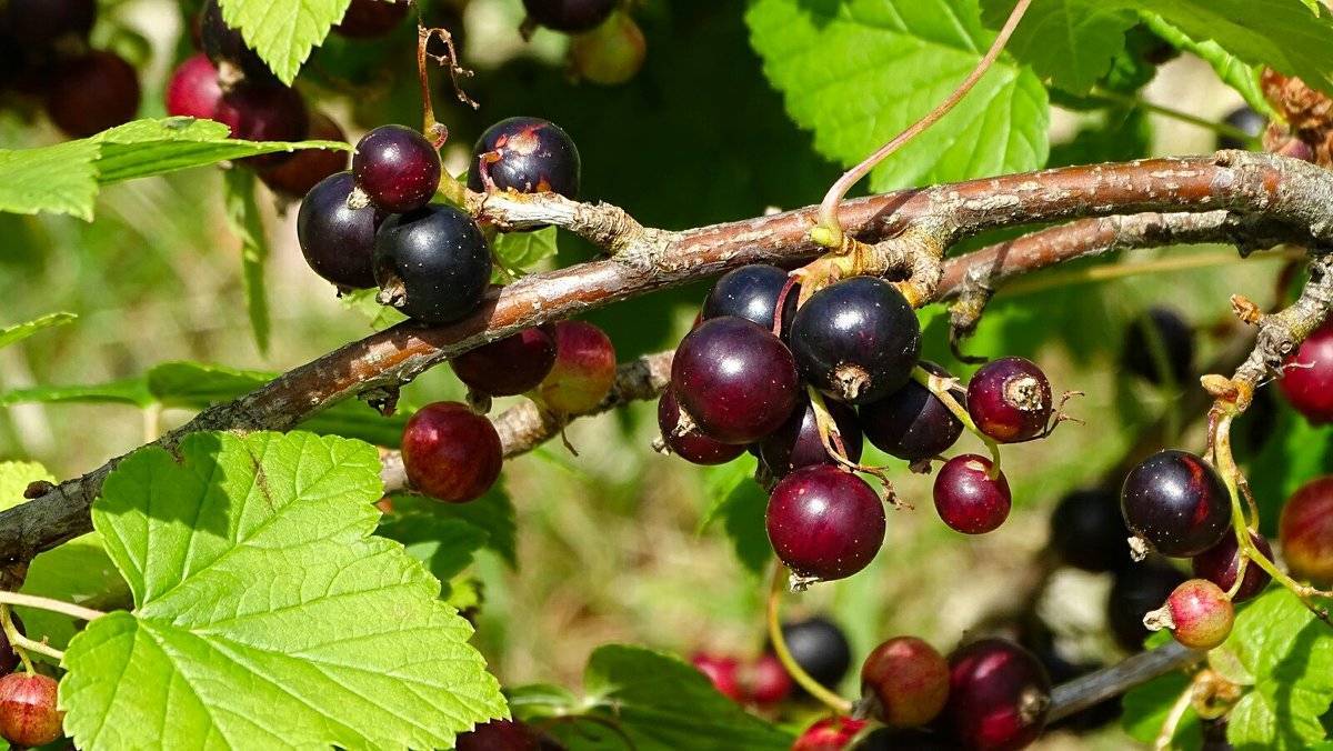 Виды смородины фото с названиями