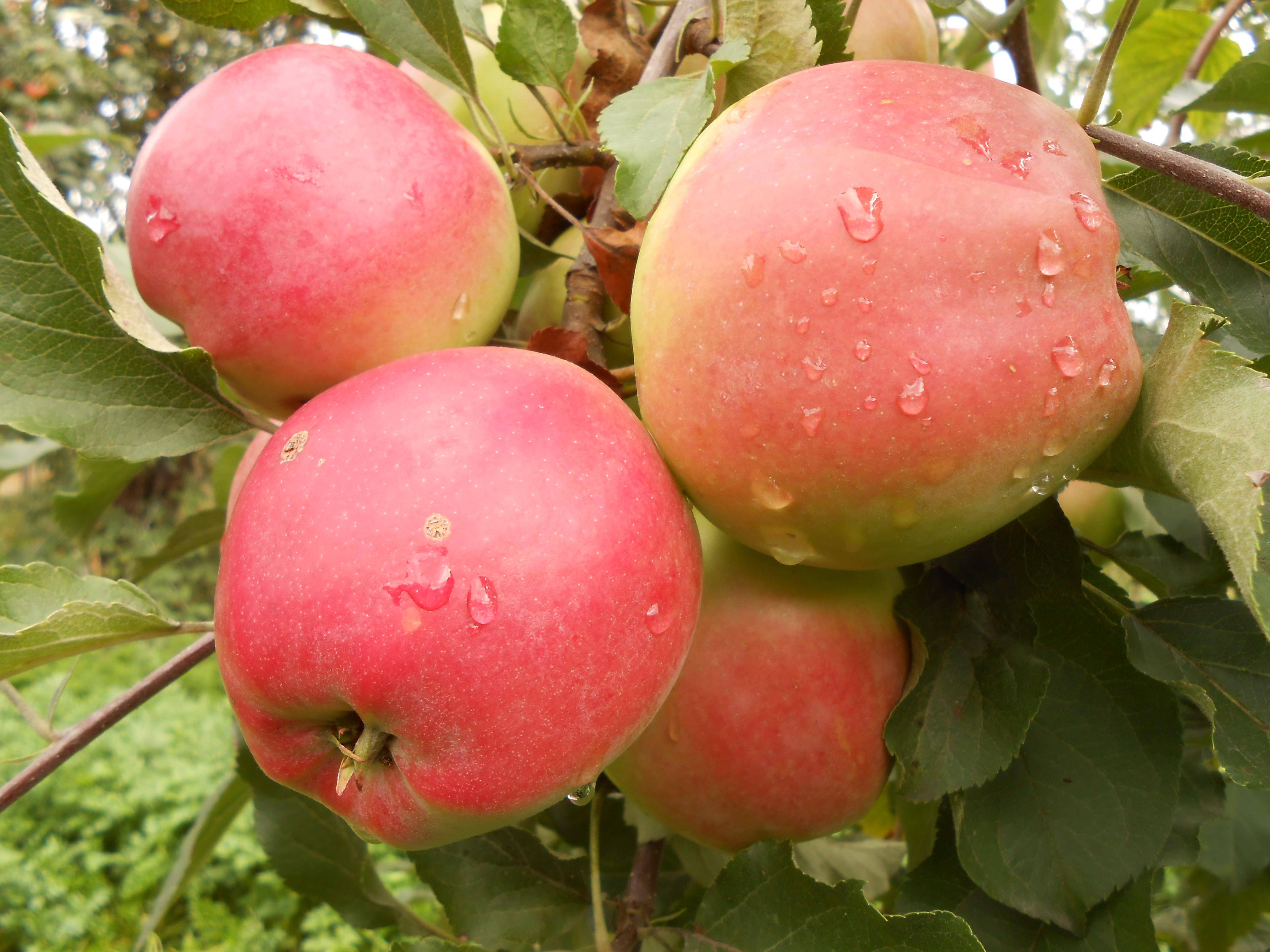 Описание сорта яблони подарок садоводам