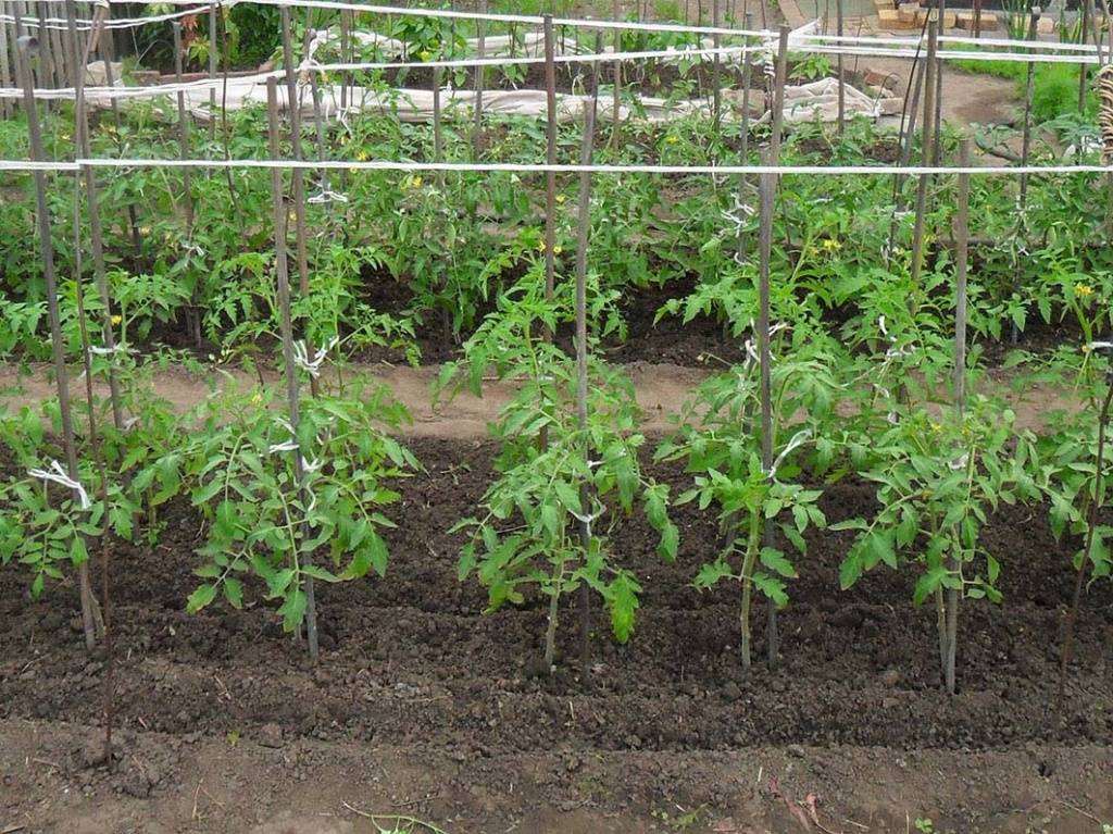 Помидоры черри: выращивание из семян, посадка и уход в открытом грунте