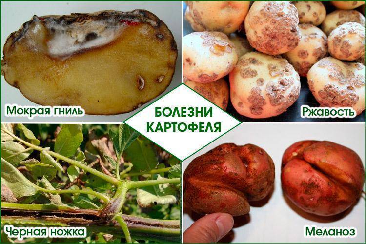 Вредители картофеля: фото, описание и борьба с ними