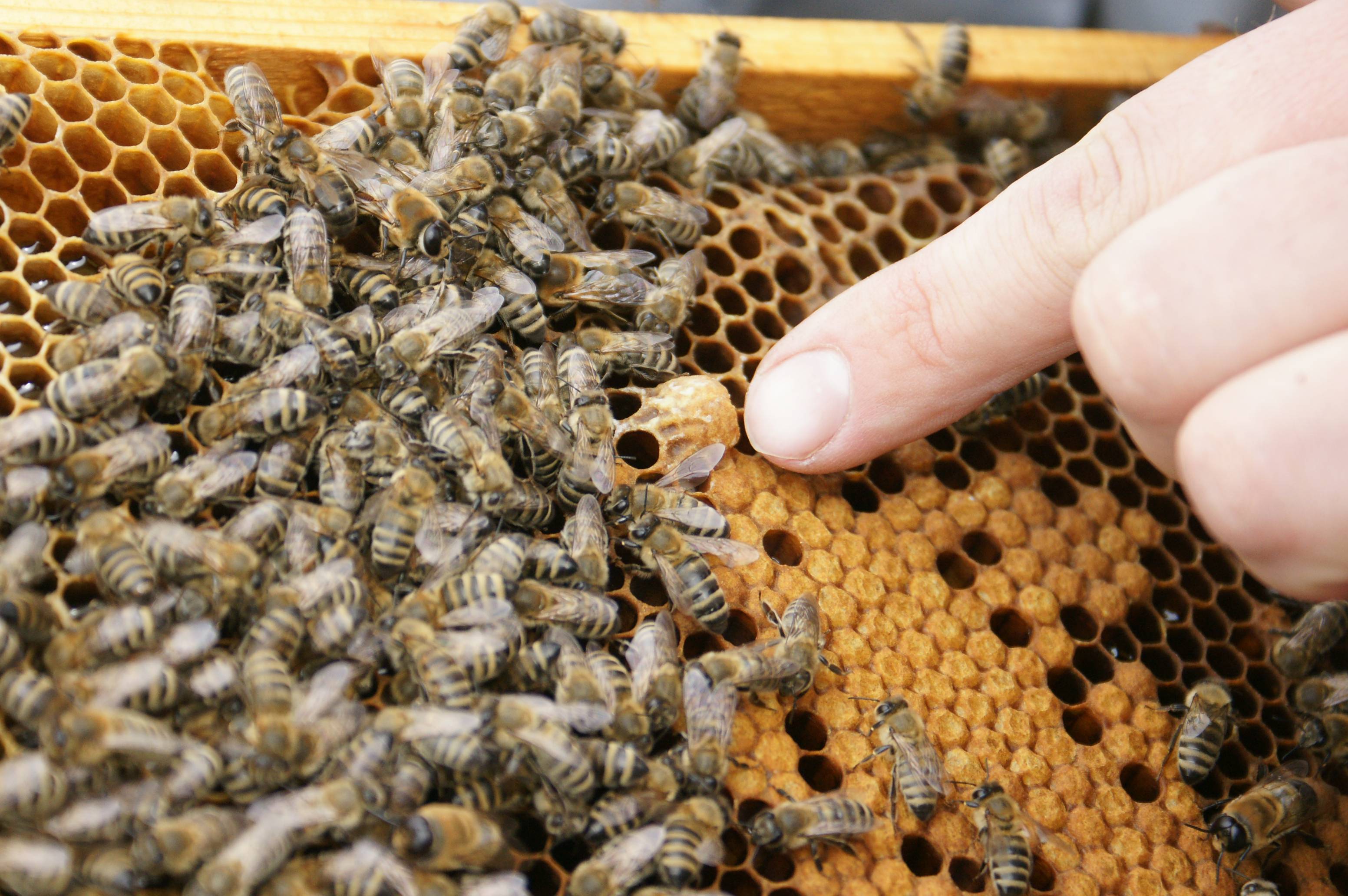 Подмор пчелиный: лечебные свойства, как принимать, польза и вред
