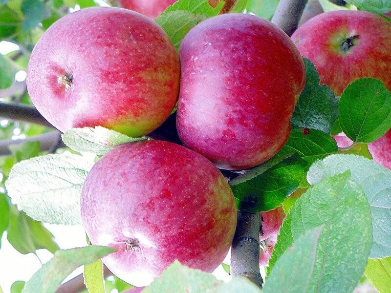 Яблоня яблочный спас: описание сорта, посадка и уход