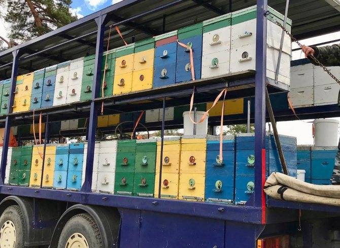 Кочевое пчеловодство: выбор места, перевозка ульев, преимущества и недостатки