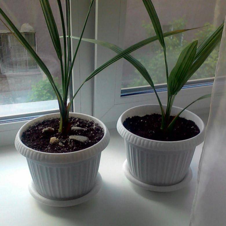Как посадить финик и вырастить финиковую пальму из косточки в 2022 году на гудгрунт
