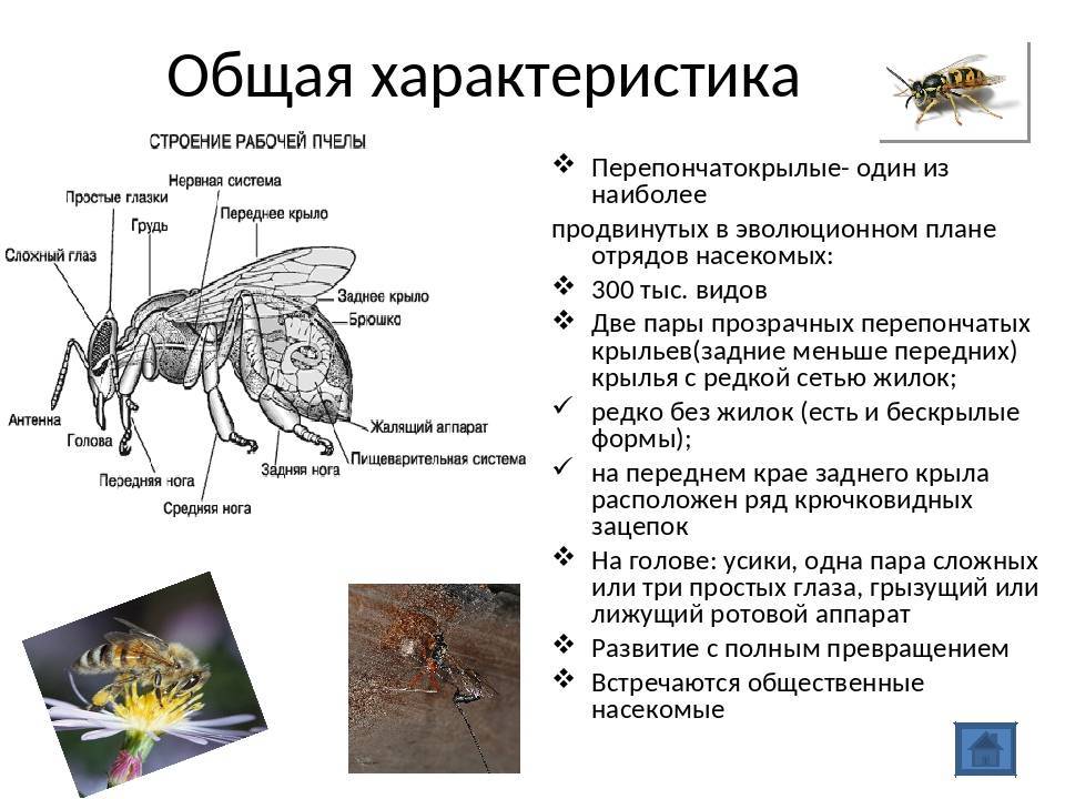 План характеристики насекомых