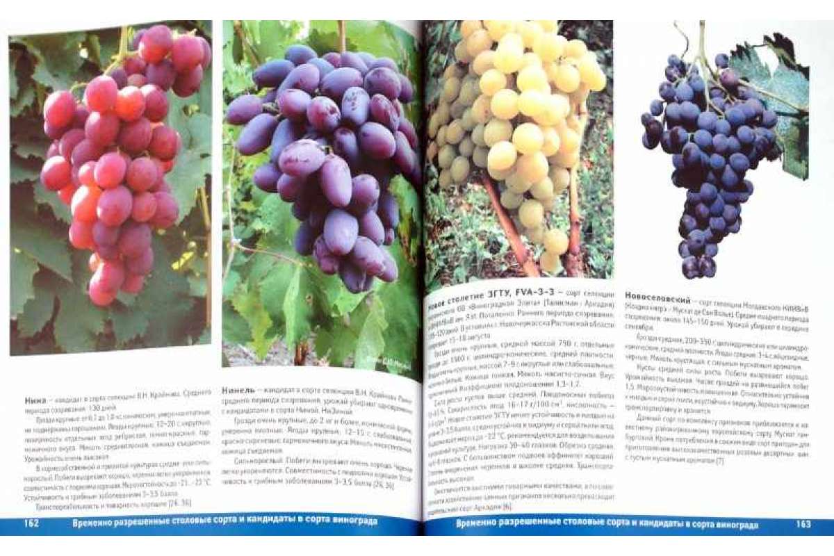 Виноград «анюта» — изюминка виноградников