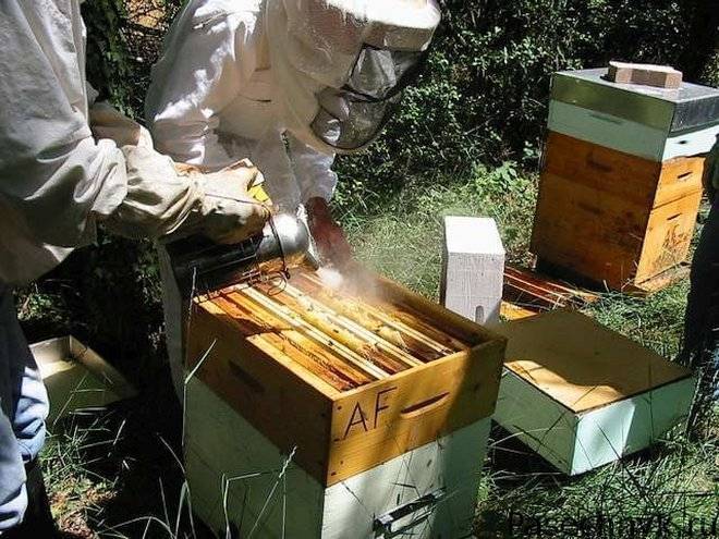 Укус пчелы: первая помощь, лечение народными средствами | пчеловодство | пчеловод.ком