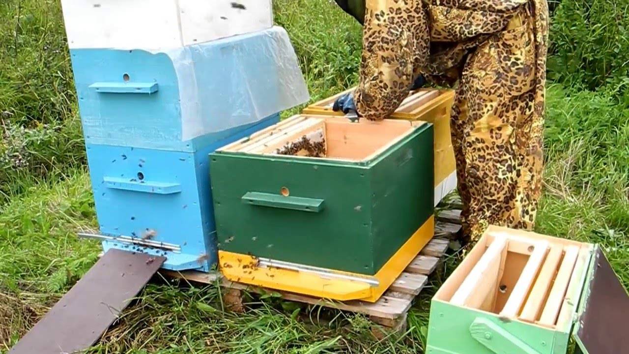 Пчеловодство для начинающих с нуля: основы, что нужно