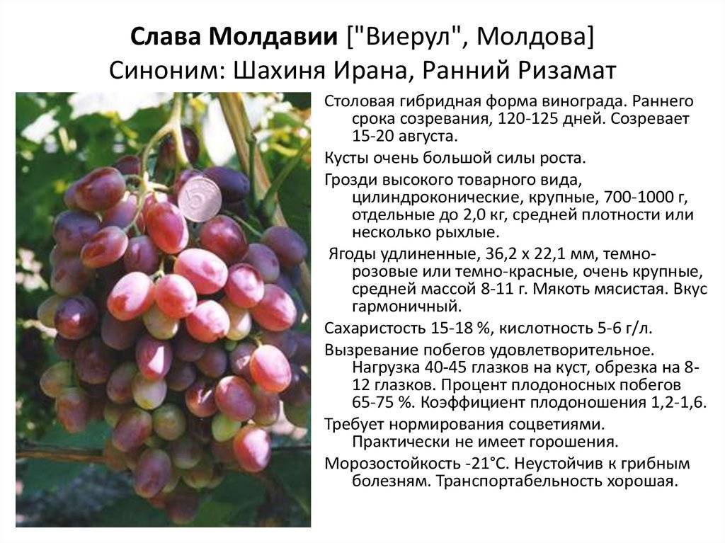 Всё о сорте винограда «памяти учителя» от особенностей выращивания до фото и отзывов о нём