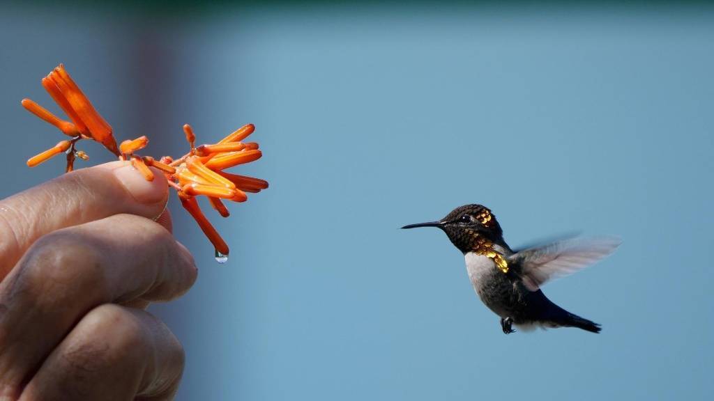 Интересные факты о колибри, внешний вид, места обитания, виды, питание, размножение – удивительные факты