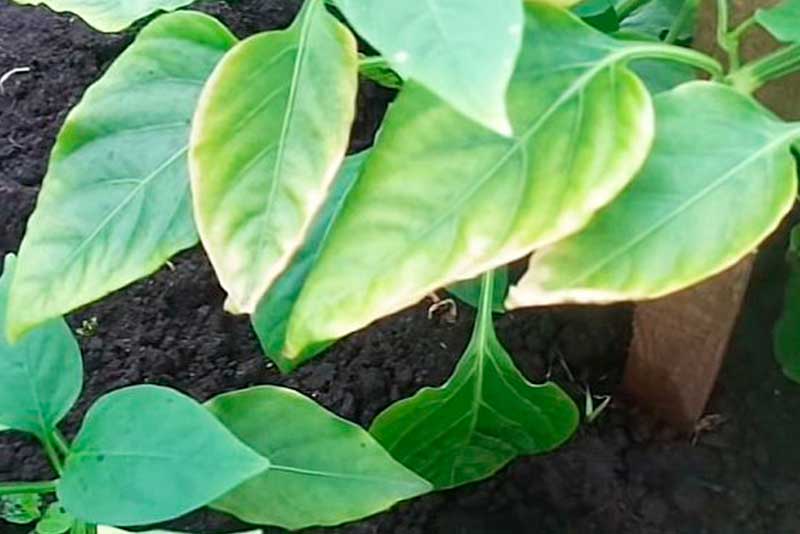 Желтеют листья у перца: причины, что делать, лечение, чем подкормить, лучшие средства