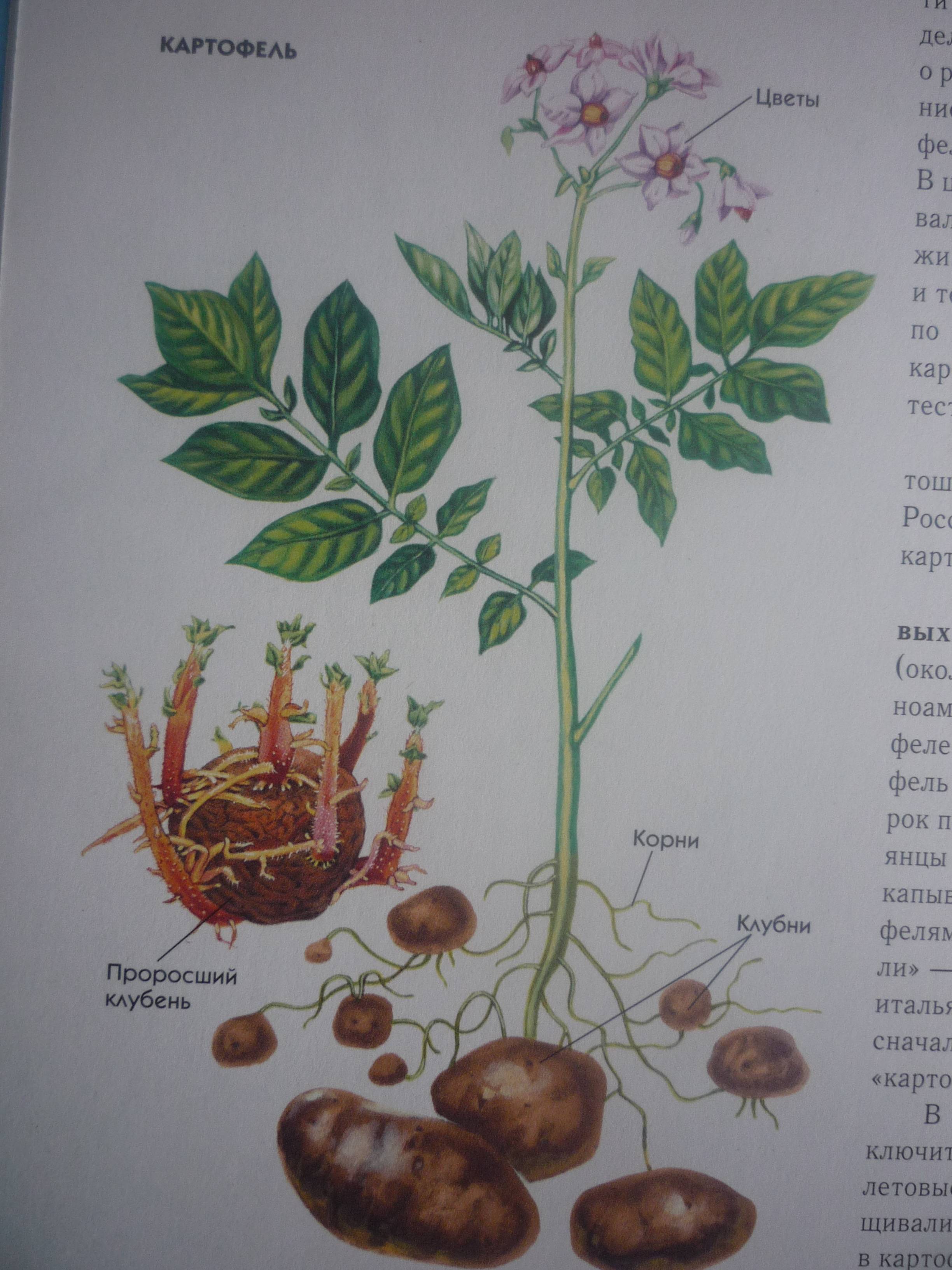 Сорта картофеля: описание, названия с фото, характеристики