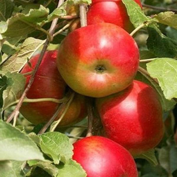 Яблоня «имант»: характеристики и описание сорта, особенности посадки и ухода за деревом, фото
