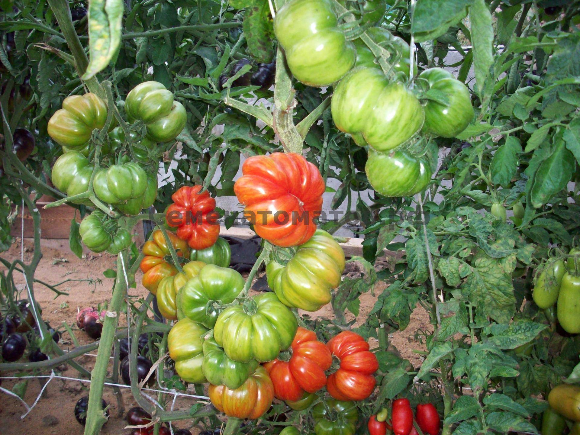Характеристика томата Рябчик, особенности выращивания и отзывы садоводов