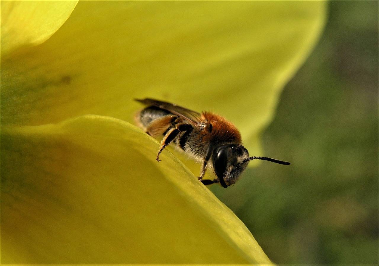 К чему снятся пчелы: толкование снов о пчелах по сонникам | пчелы | пчеловод.ком