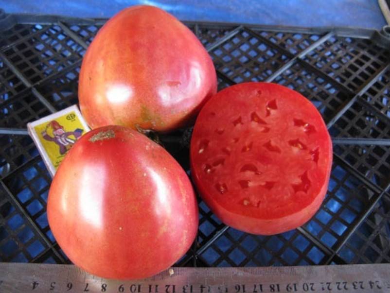 Описание сорта томат любимый праздник
