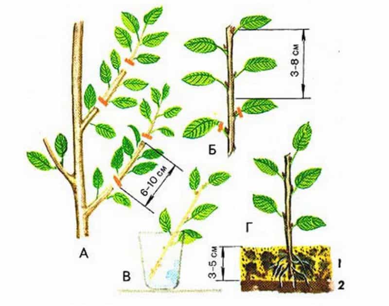 Размножение вишни черенками летом: способы и агротехника, как вырастить и что нужно делать
