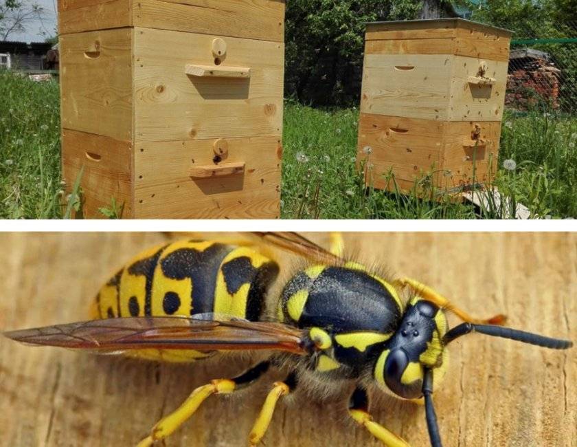 Воровство у пчел: что делать, как с ними бороться
