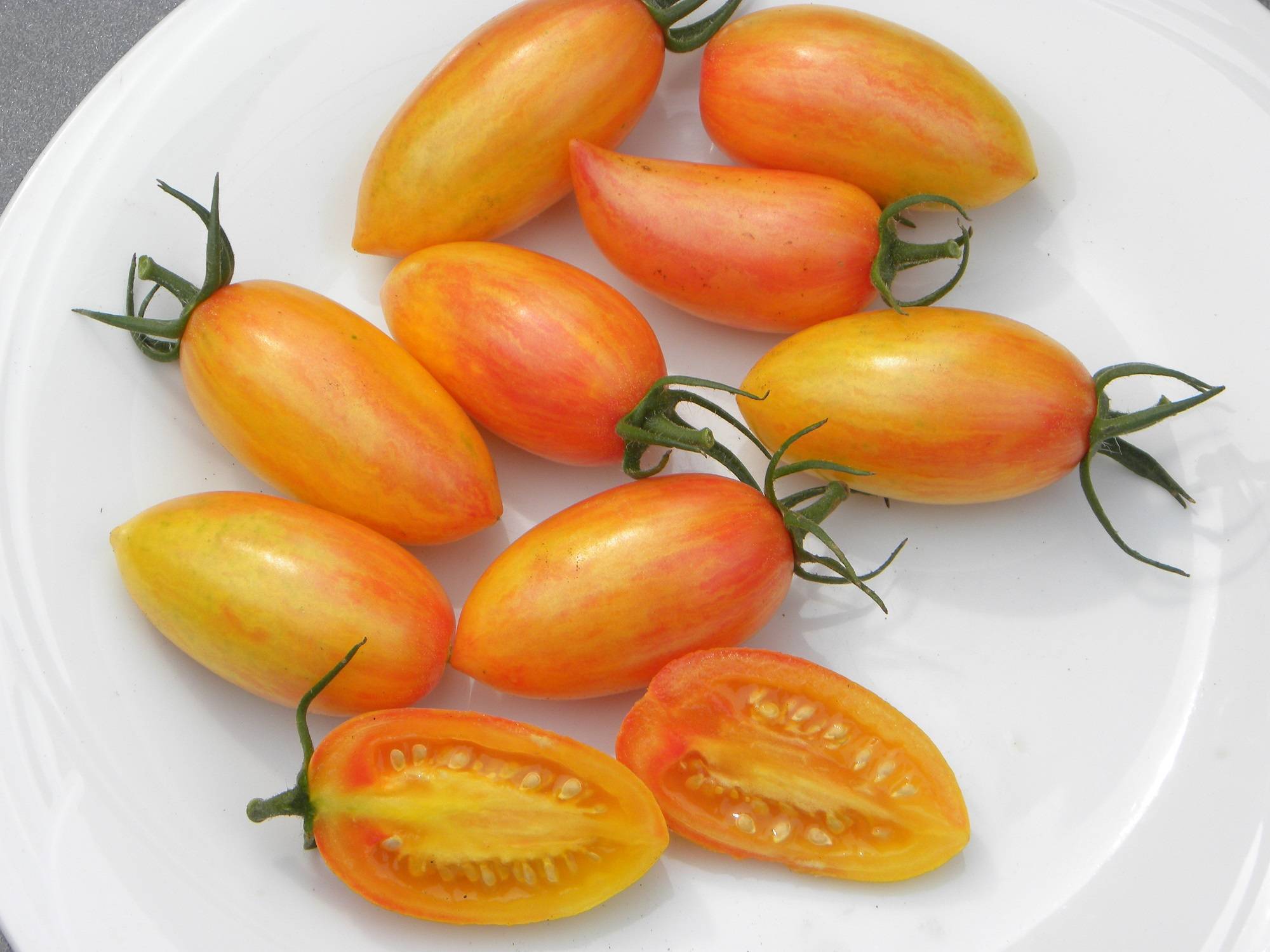 Описание томата Стыдливый румянец (Blush) и особенности выращивания культуры