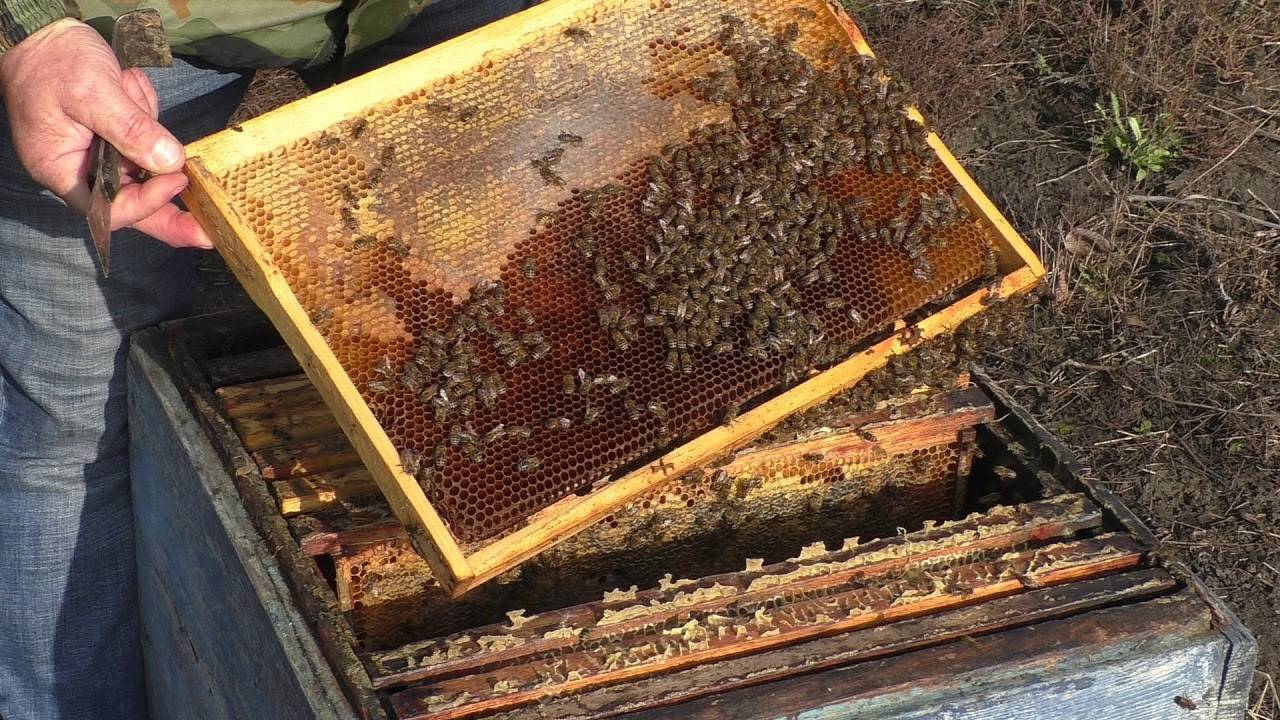 Сборка пчелиных гнезд на зиму