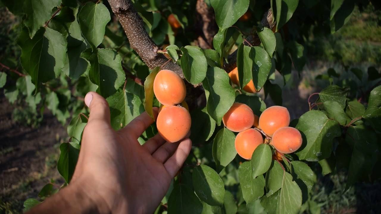 Описание сорта абрикоса царский