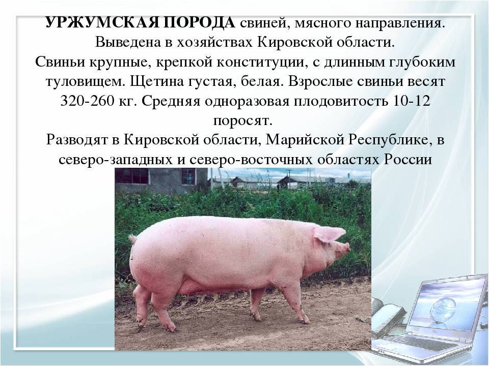 Мясные породы свиней – подробная характеристика каждой
