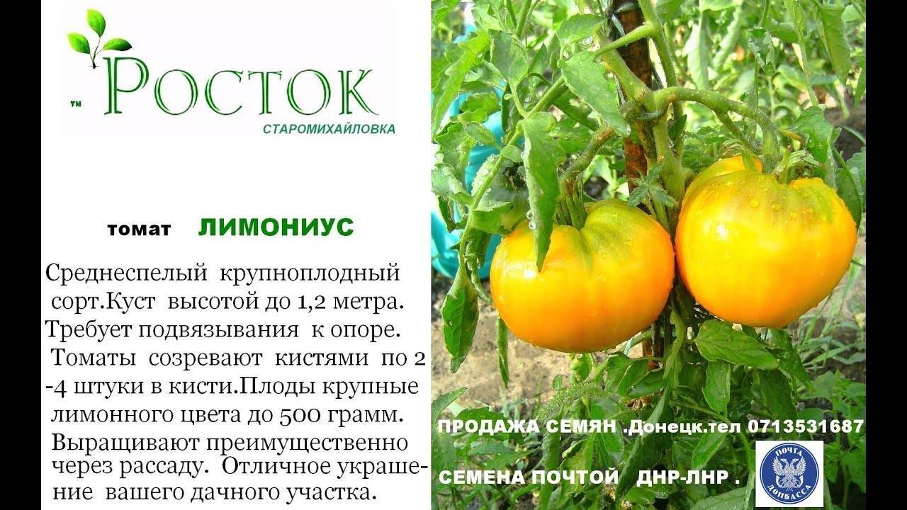 Томат лабрадор: отзывы, фото, урожайность, описание и характеристика | tomatland.ru