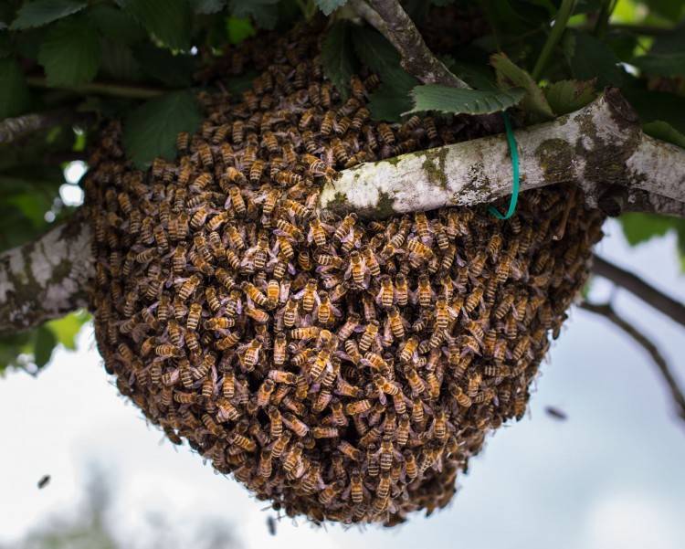 Снимаем пчелиный рой с дерева - пчеловодство | описание, советы, отзывы, фото и видео