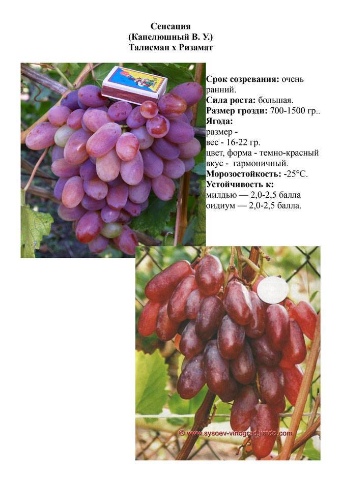 Виноград «сенсация»: описание сорта, фото, отзывы