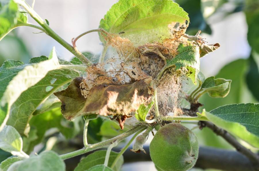 Гусеницы и паутина на яблоне: как защитить дерево летом