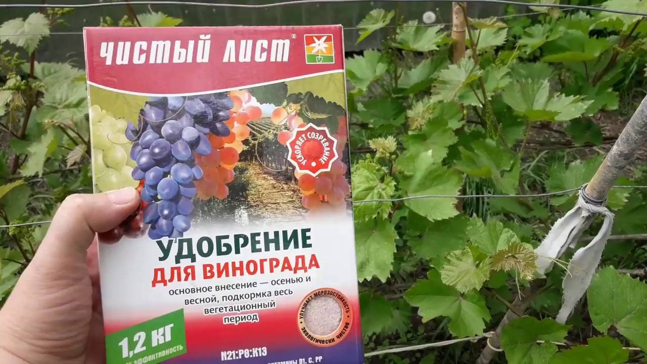 Когда и чем подкармливать виноград? – сайт о винограде и вине