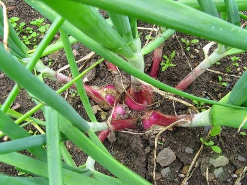 Лук-шалот: выращивание, посадка и уход в открытом грунте, сорта, семенами за один сезон, как сажать весной на головку, через рассаду