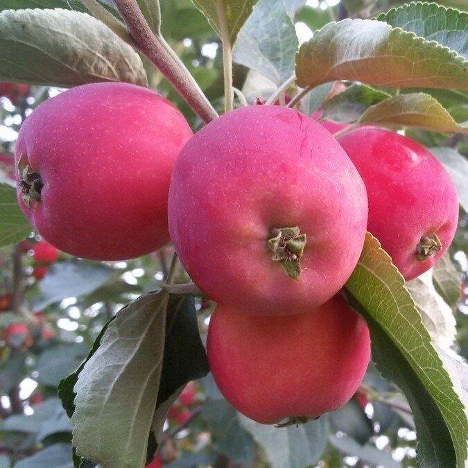 Разновидности яблок сорта ранетки, когда созревают, особенности посадки и ухода - журнал expertology