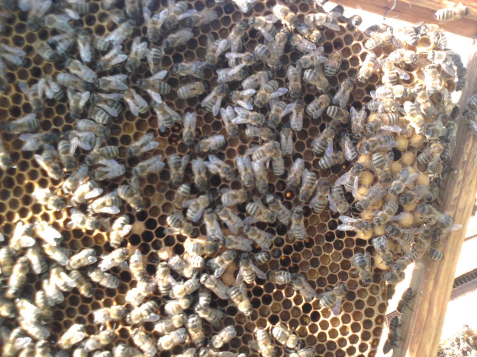 Пчелы-трутовки. пчеловодство для начинающих