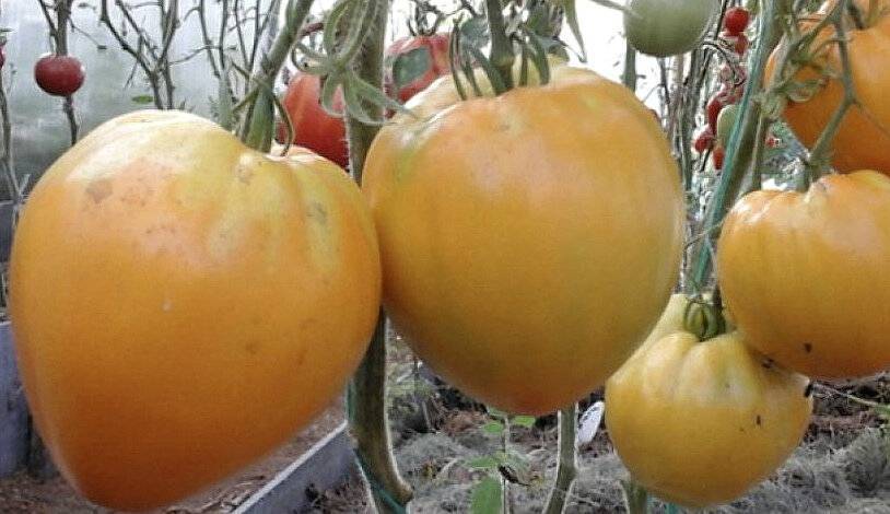 Томат золотые купола: описание среднеспелого сорта с желто-оранжевыми плодами, технология выращивания, посадка, уход, показатели урожайности