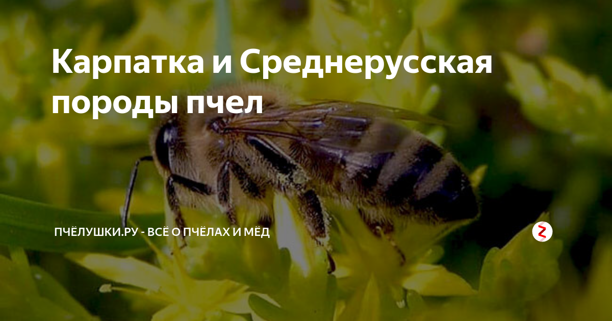 Как сохранить генофонд среднерусской пчелы в россии