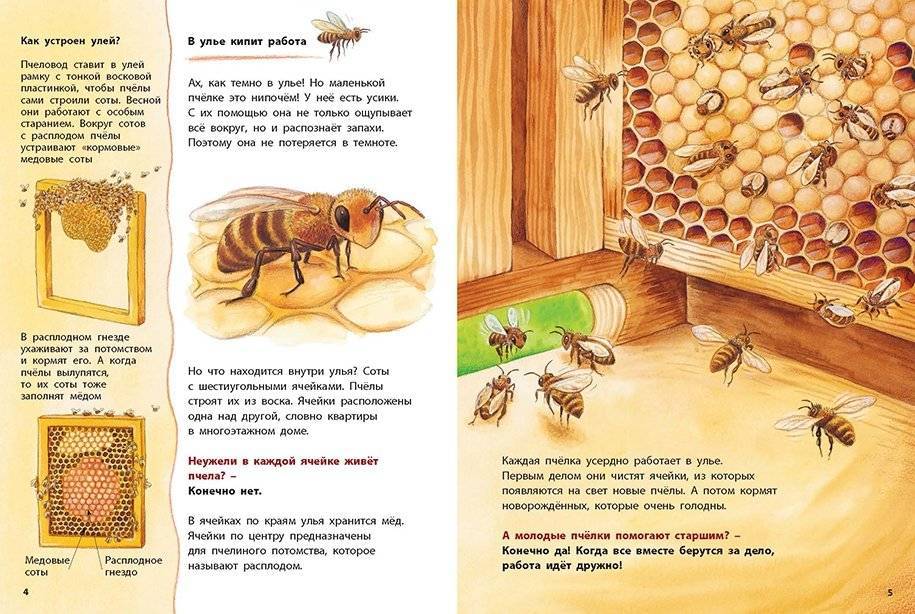 Дикие пчелы — особенности и отличия от обычных