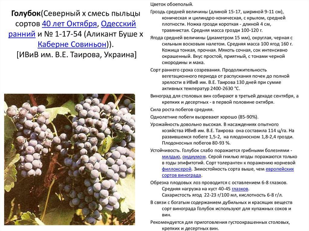 Описание плодового винограда сорта солярис и его характеристики, плюсы и минусы