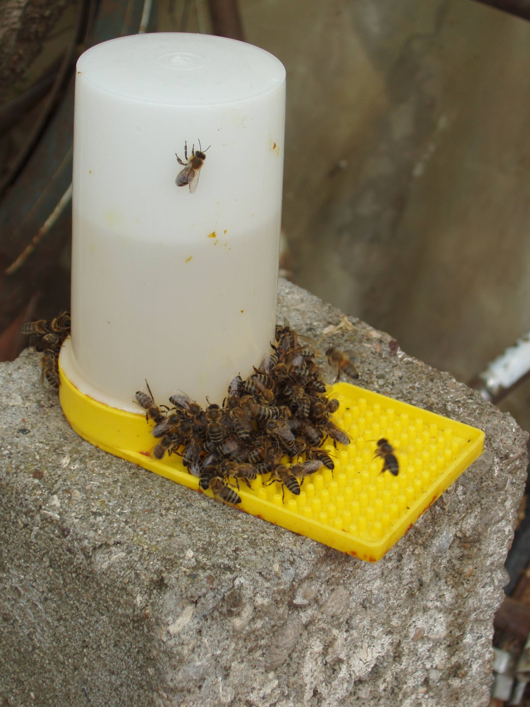 Чем питаются медоносные пчелы в природе: матка, рабочая пчела, трутень, в летний и зимний период, чем кормят своих детей