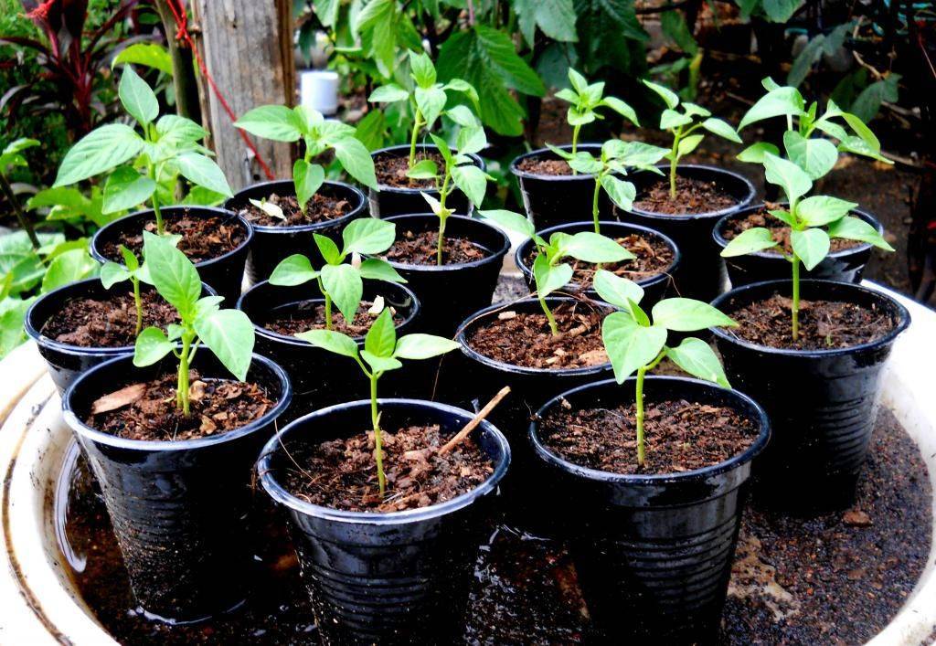 Как вырастить рассаду перца в домашних условиях: способы и инструкция пошагово - почва.нет