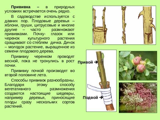 Советы для начинающих садоводов: прививка груши весной пошагово